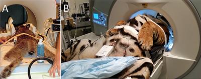 Magnetic Resonance Imaging in 50 Captive Non-domestic Felids - Technique and Imaging Diagnoses